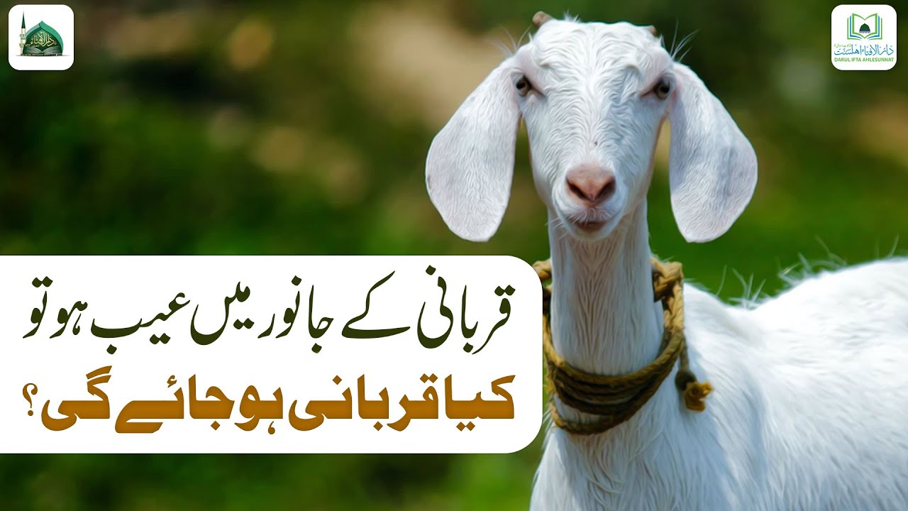 Qurbani Ke Janwar Me Aib Ho To Kya Qurbani Ho Jayegi?